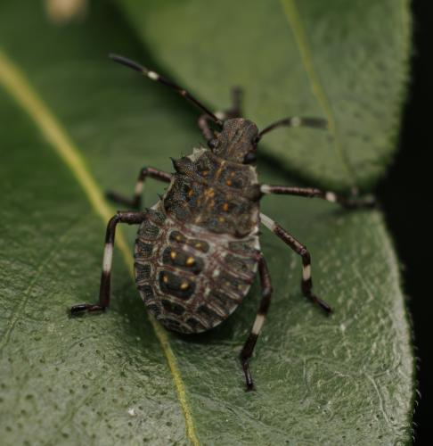 Réf. 348 271 : Halyomorpha halys